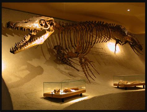 dinozor fosili resmi